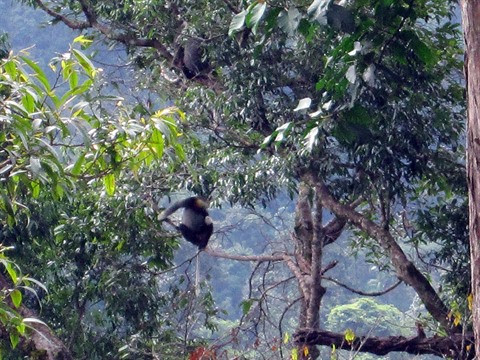 Plongée au cœur de Chu Mom Ray, royaume des primates ảnh 2 Plongée au cœur de Chu Mom Ray, royaume des primates ảnh 2