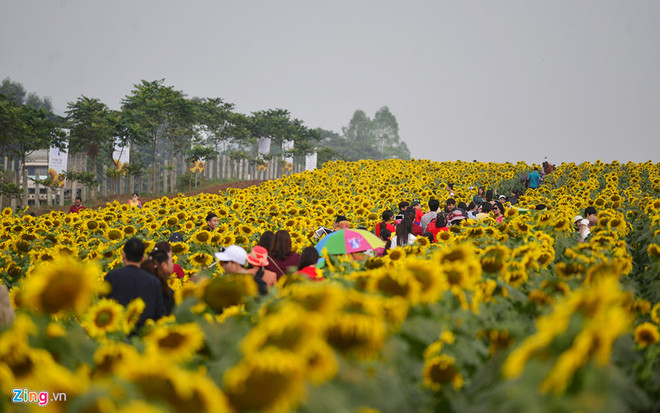 Bientôt le 2e Festival du tournesol de Nghê An ảnh 1 Bientôt le 2e Festival du tournesol de Nghê An ảnh 1