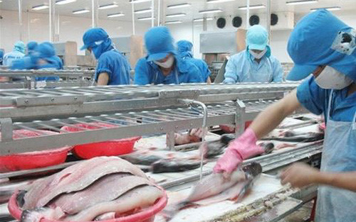Forte croissance des exportations de pangasius en Chine ảnh 1 Forte croissance des exportations de pangasius en Chine ảnh 1