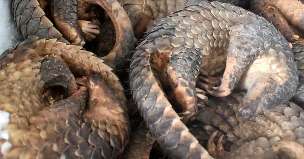 Hung Yen : peine sévère pour possession illégale de 780 kilogrammes d'écailles de pangolin ảnh 1 Hung Yen : peine sévère pour possession illégale de 780 kilogrammes d'écailles de pangolin ảnh 1