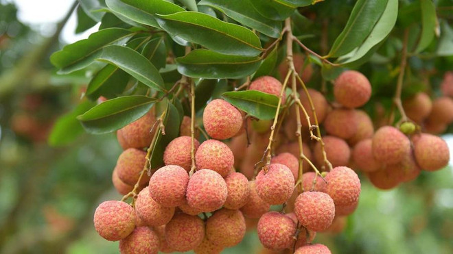 L’Australie, un marché prometteur pour le litchi frais vietnamien ảnh 1 L’Australie, un marché prometteur pour le litchi frais vietnamien ảnh 1