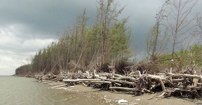Bên Tre: la protection des mangroves associée au développement de la production ảnh 1 Bên Tre: la protection des mangroves associée au développement de la production ảnh 1