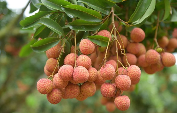 Le litchi "thiêu" du Vietnam à la conquête du marché néerlandais ảnh 1 Le litchi "thiêu" du Vietnam à la conquête du marché néerlandais ảnh 1