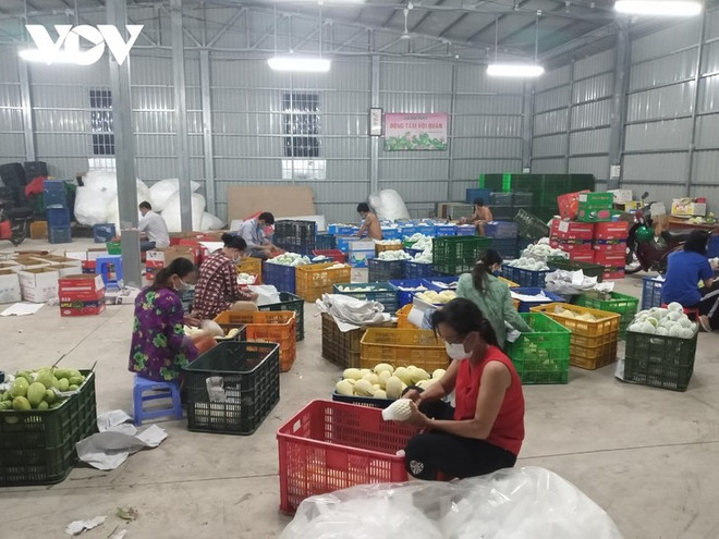 Dông Thap mise sur l’exportation de ses mangues ảnh 2 Dông Thap mise sur l’exportation de ses mangues ảnh 2