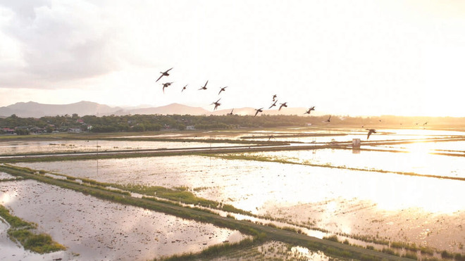 Des paysans dévoués aux oiseaux sauvages ảnh 1 Des paysans dévoués aux oiseaux sauvages ảnh 1