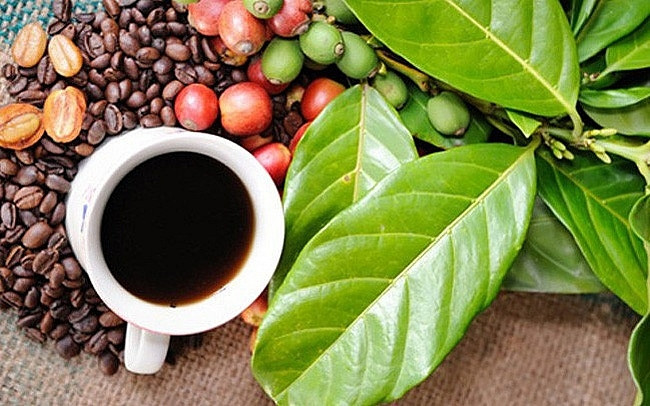 Le festival du café Buon Ma Thuot 2023 prévu en mars prochain ảnh 1 Le festival du café Buon Ma Thuot 2023 prévu en mars prochain ảnh 1