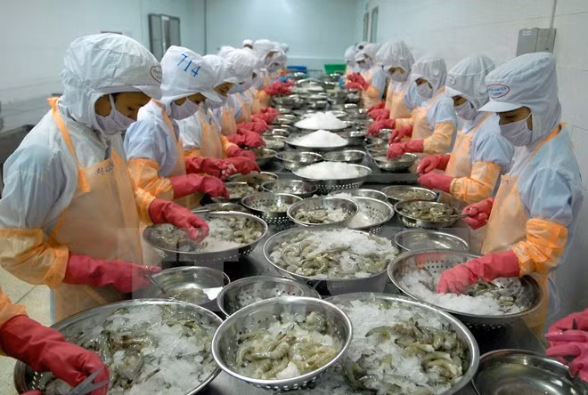 Hausse des exportations de crevettes aux Etats-Unis ảnh 1 Hausse des exportations de crevettes aux Etats-Unis ảnh 1