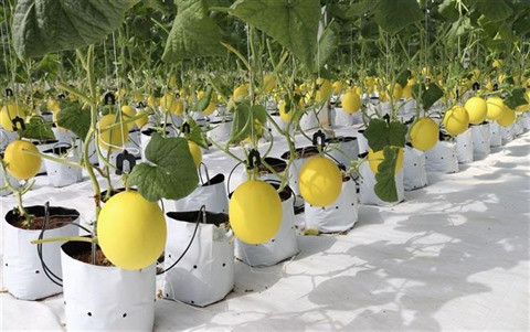 Un jeune couple fait fortune grâce à l’agriculture high-tech ảnh 2 Un jeune couple fait fortune grâce à l’agriculture high-tech ảnh 2