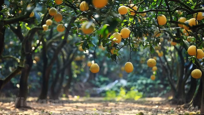 Le pamplemousse de Diên "regorge de fruits murs" pour le Têt traditionnel ảnh 4