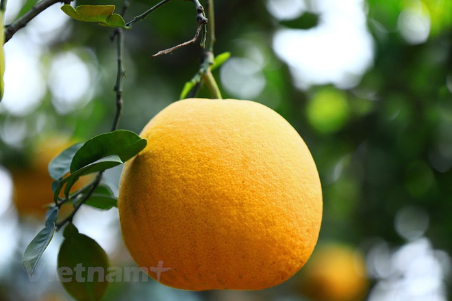 Le pamplemousse de Diên "regorge de fruits murs" pour le Têt traditionnel ảnh 2 Le pamplemousse de Diên "regorge de fruits murs" pour le Têt traditionnel ảnh 2