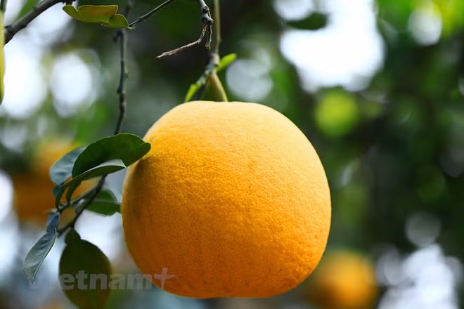 Le pamplemousse de Diên "regorge de fruits murs" pour le Têt traditionnel ảnh 2