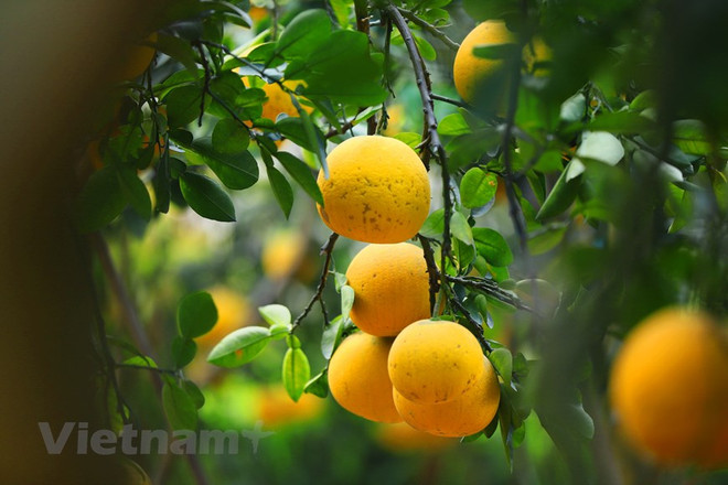 Le pamplemousse de Diên "regorge de fruits murs" pour le Têt traditionnel ảnh 3 Le pamplemousse de Diên "regorge de fruits murs" pour le Têt traditionnel ảnh 3