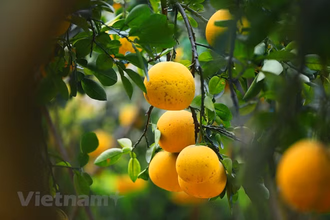 Le pamplemousse de Diên "regorge de fruits murs" pour le Têt traditionnel ảnh 3