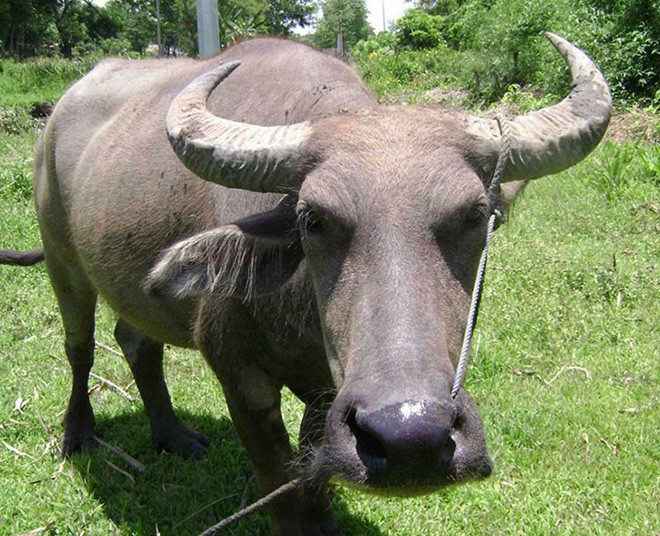 Comment les Co Tu honorent-ils leur belle-famille? ảnh 1