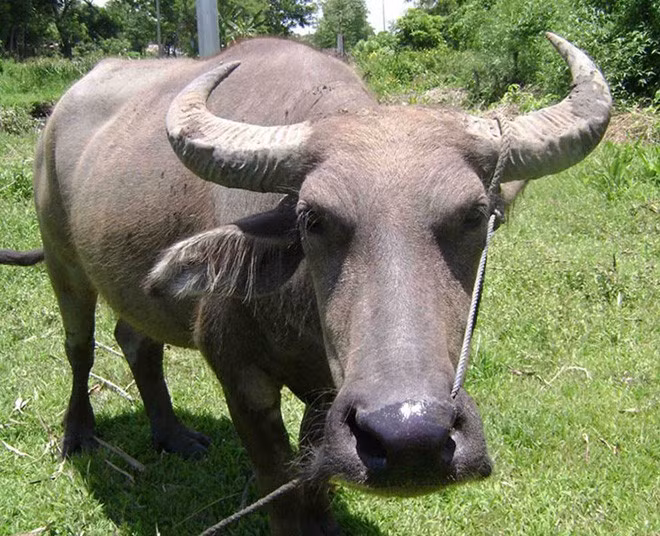 Comment les Co Tu honorent-ils leur belle-famille? ảnh 1