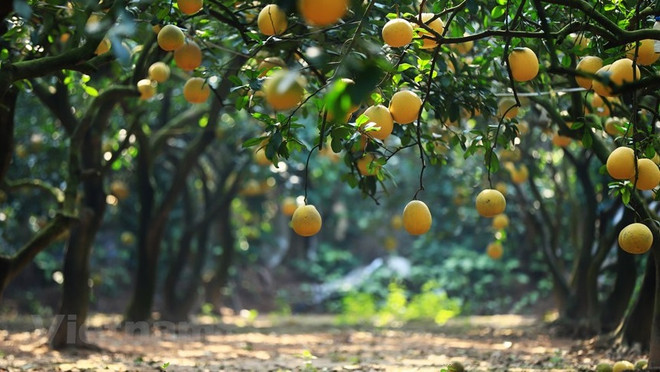 Le pamplemousse de Diên "regorge de fruits murs" pour le Têt traditionnel ảnh 1 Le pamplemousse de Diên "regorge de fruits murs" pour le Têt traditionnel ảnh 1