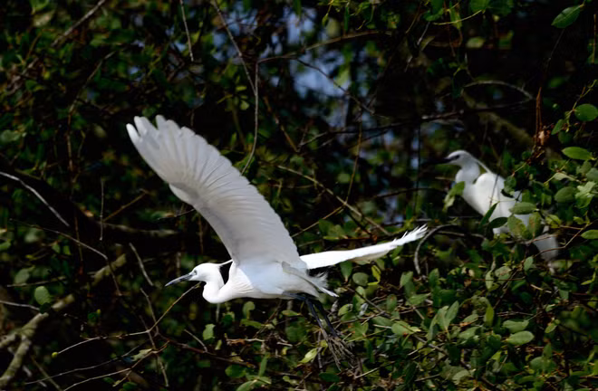 Ben Tre renforce la protection des oiseaux sauvages et migrateurs ảnh 1