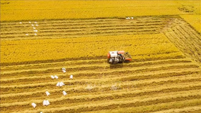 S'orienter vers l'agriculture verte et durable ảnh 1