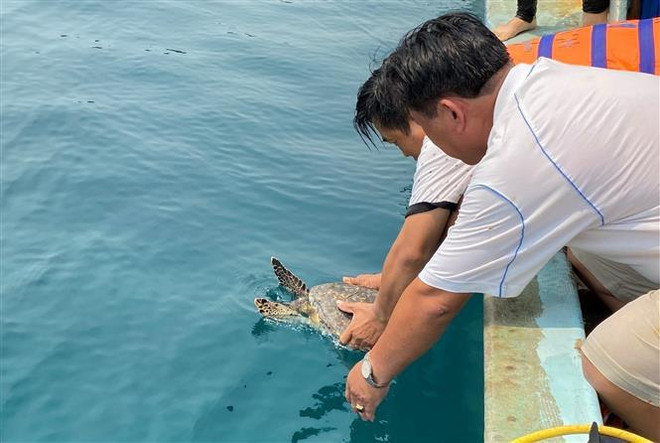 Binh Dinh: une tortue imbriquée relâchée dans la mer ảnh 1 Binh Dinh: une tortue imbriquée relâchée dans la mer ảnh 1