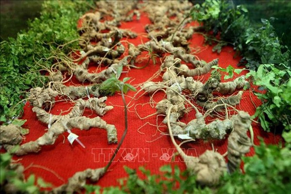 Faire du ginseng de Ngoc Linh une marque nationale ảnh 1 Faire du ginseng de Ngoc Linh une marque nationale ảnh 1