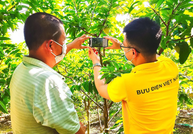 La Poste du Vietnam donne un coup de main aux agriculteurs dans le commerce en ligne ảnh 2 La Poste du Vietnam donne un coup de main aux agriculteurs dans le commerce en ligne ảnh 2