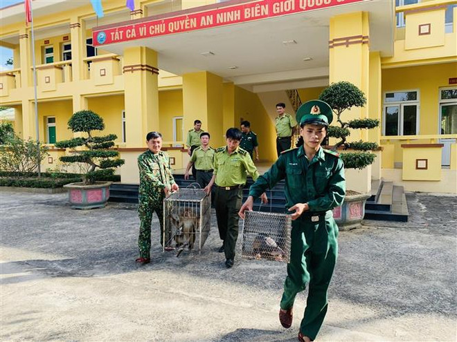 Le parc national de Vu Quang reçoit des animaux sauvages rares ảnh 1 Le parc national de Vu Quang reçoit des animaux sauvages rares ảnh 1