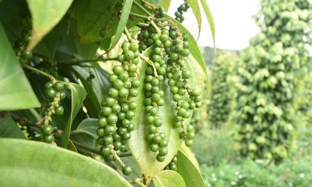 Hausse des exportations du Vietnam vers le Royaume-Uni de 16,4% ảnh 1 Hausse des exportations du Vietnam vers le Royaume-Uni de 16,4% ảnh 1