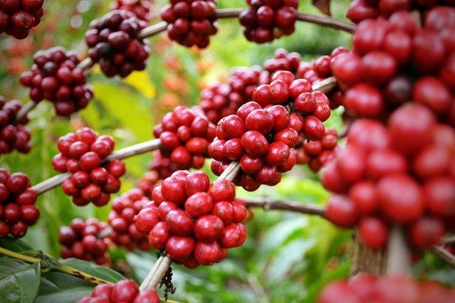 Exportation de produits agricoles vers l'UE en 2022: de nombreuses perspectives ouvertes ảnh 1 Exportation de produits agricoles vers l'UE en 2022: de nombreuses perspectives ouvertes ảnh 1