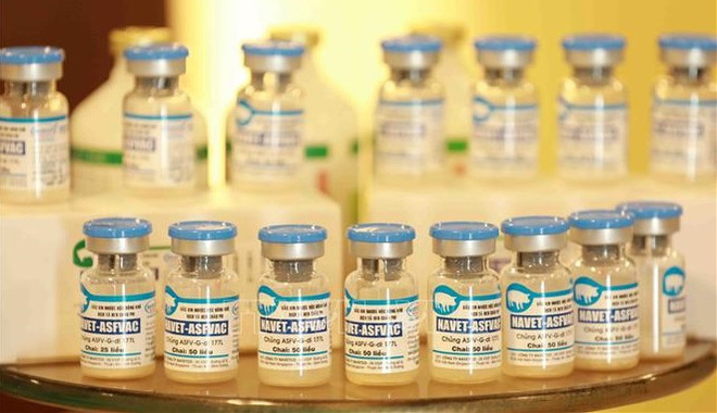 Lutte contre la peste porcine africaine : un journal allemand parle du vaccin vietnamien ảnh 2 Lutte contre la peste porcine africaine : un journal allemand parle du vaccin vietnamien ảnh 2