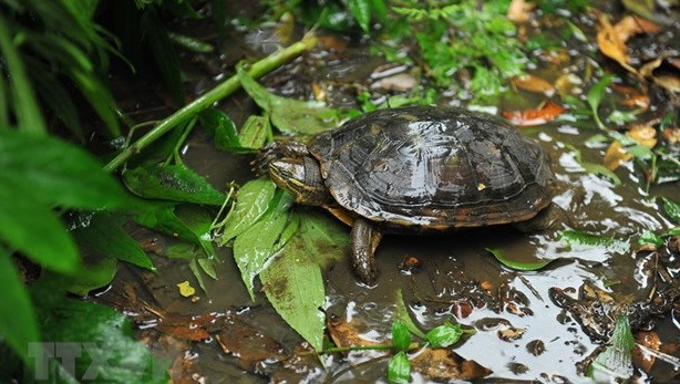 Publication d'un guide sur les tortues terrestres et d'eau douce du Vietnam ảnh 2