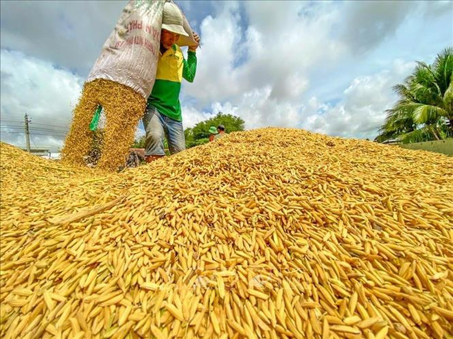 10.000 ménages agricoles bénéficient du projet de chaîne de valeur du riz ảnh 1 10.000 ménages agricoles bénéficient du projet de chaîne de valeur du riz ảnh 1