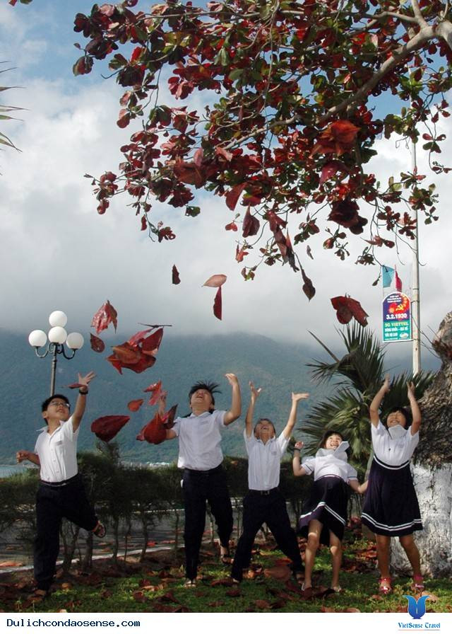Con Dao charme les visiteurs grâce à ses feuilles de catappa changeantes ảnh 1 Con Dao charme les visiteurs grâce à ses feuilles de catappa changeantes ảnh 1