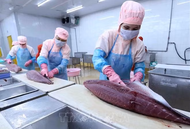 Les exportations de thon en hausse de 16,6% en 2021 ảnh 1