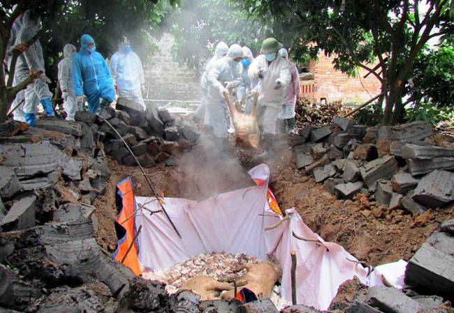 Création du Comité national de pilotage de prévention et de lutte contre la peste porcine africaine ảnh 1