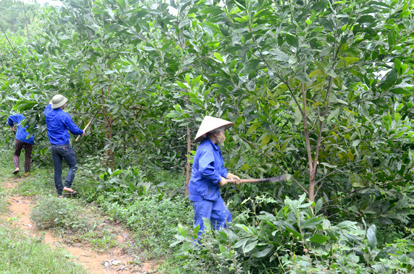 Partager des expériences dans le reboisement suivant le certificat FSC aux sylviculteurs ảnh 1 Partager des expériences dans le reboisement suivant le certificat FSC aux sylviculteurs ảnh 1