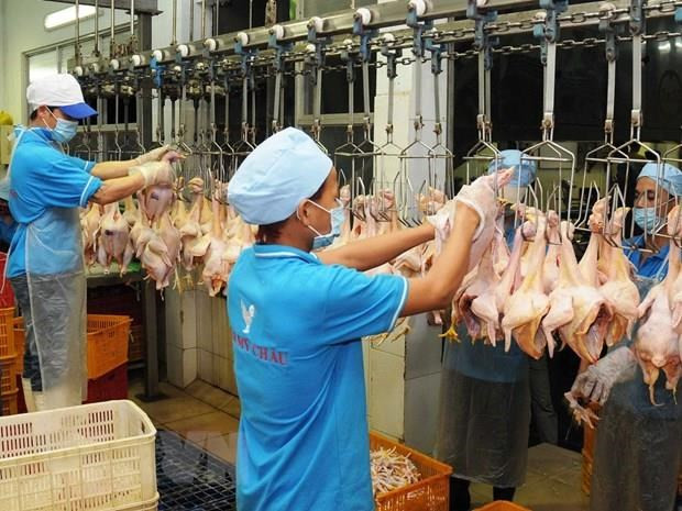 La compagnie par actions d’élevage CP Vietnam exportera des volailles ảnh 1 La compagnie par actions d’élevage CP Vietnam exportera des volailles ảnh 1