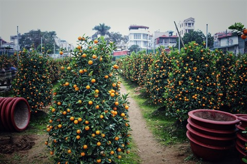 À la découverte d’un jardin de kumquats au village de Tu Liên ảnh 1