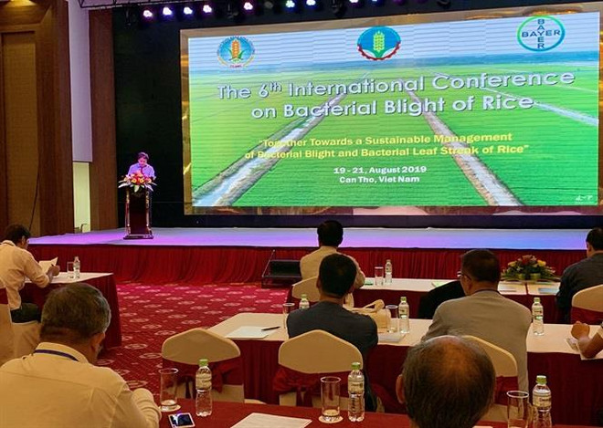 Riz : une conférence internationale sur la maladie bactérienne des feuilles à Can Tho ảnh 1