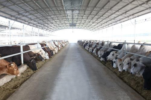 Le groupe Hoa Phat va accélérer l’approvisionnement de la viande de bœuf australienne au Vietnam ảnh 1 Le groupe Hoa Phat va accélérer l’approvisionnement de la viande de bœuf australienne au Vietnam ảnh 1