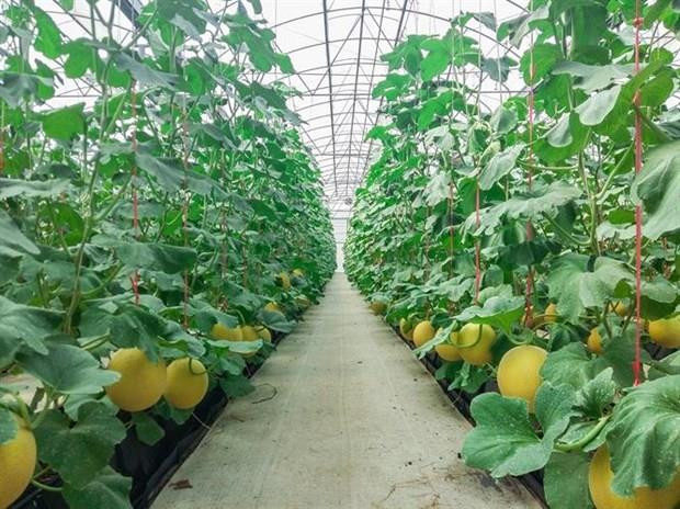 Ha Nam déroule le tapis rouge aux investisseurs sud-coréens ảnh 1