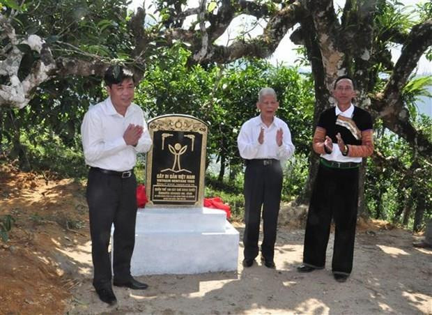 Des théiers anciens shan tuyet d’Yen Bai reconnus "arbres du patrimoine vietnamien" ảnh 1 Des théiers anciens shan tuyet d’Yen Bai reconnus "arbres du patrimoine vietnamien" ảnh 1