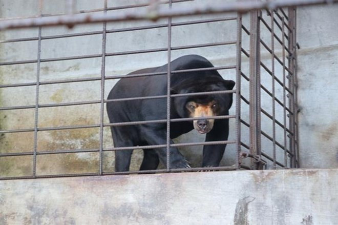 521 animaux en danger sauvés en 2018 ảnh 1 521 animaux en danger sauvés en 2018 ảnh 1