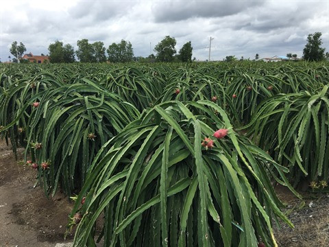 Le marché horticole, un secteur clé pour les exportations du pays ảnh 1 Le marché horticole, un secteur clé pour les exportations du pays ảnh 1
