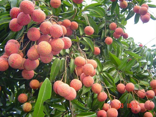 Les producteurs de litchis "thieu" de Bac Giang cherchent à mieux exporter ảnh 1 Les producteurs de litchis "thieu" de Bac Giang cherchent à mieux exporter ảnh 1