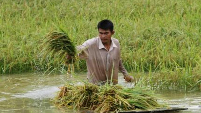 Le PM cambodgien appelle à une diversification du marché à l’export du riz ảnh 1 Le PM cambodgien appelle à une diversification du marché à l’export du riz ảnh 1