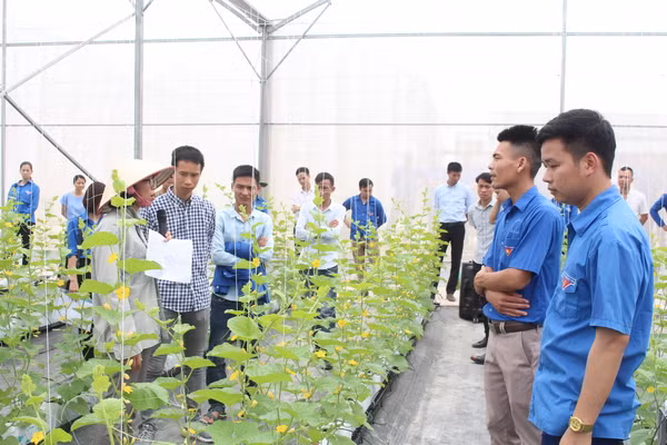 Bac Giang: transfert de techniques de production agricole high-tech aux jeunes locaux ảnh 1