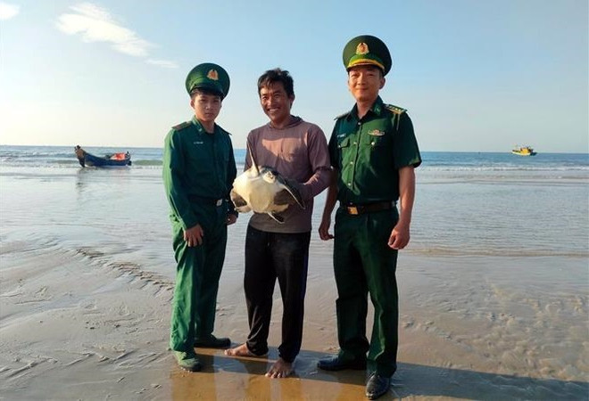 Une tortue de mer rare relâchée dans la nature ảnh 1 Une tortue de mer rare relâchée dans la nature ảnh 1