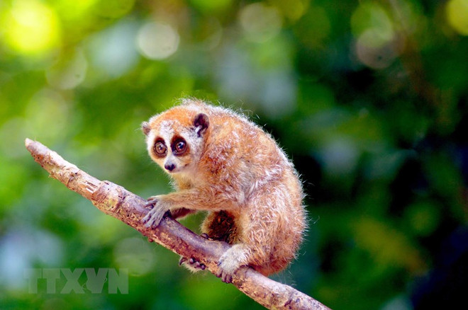 Conservation de la faune : menaces et efforts de rétablissement ảnh 1