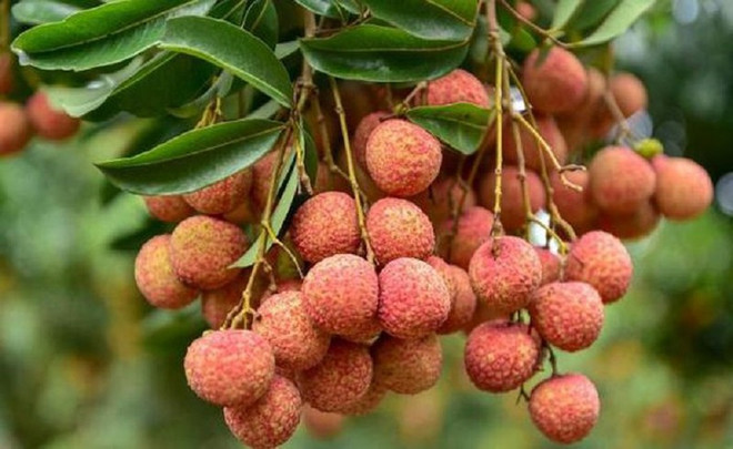 Les ventes de litchi de la province de Bac Giang sont fructueuses ảnh 1