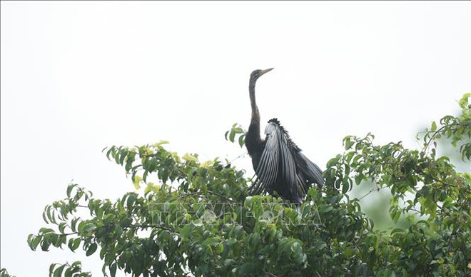 Découverte des "oiseaux-serpents" dans la province de Dong Nai ảnh 2 Découverte des "oiseaux-serpents" dans la province de Dong Nai ảnh 2